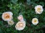 Apricot Ice rose photo