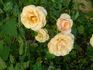 Apricot Ice rose photo