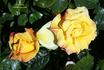 Aztec Gold rose photo