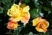 Aztec Gold rose photo