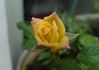 Amber Sunset rose photo