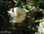 Manda's Triumph rose photo