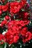 Salsa™ rose photo