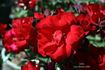 Salsa™ rose photo