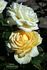 Solstice rose photo