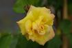Apollo, Cl. rose photo