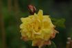 Apollo, Cl. rose photo