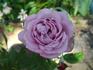 Fragrant Rhapsody ™ rose photo