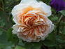Felidaé rose photo