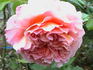 Felidaé rose photo