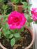 Doris Morgan rose photo