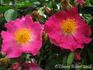 Cramoisi Simple rose photo