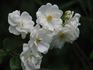 WW1 rose photo