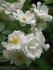 WW1 rose photo