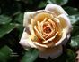 Tantarra rose photo