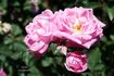 Setina rose photo