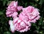 Setina rose photo