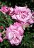 Setina rose photo