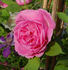 Sénateur Amic rose photo