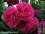 Printemps Fleuri rose photo