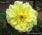 Coupe d'Or rose photo