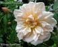 Alexandre Trémouillet rose photo