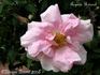 Auguste Roussel rose photo