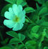 R. pseudoscabriuscula rose photo