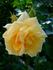 Wartburg 77 rose photo