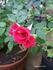 Old Glory ™ rose photo