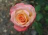 Candia rose photo