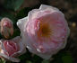 Dame Prudence rose photo
