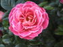Hope and Joy rose photo