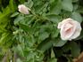 Catweazle rose photo