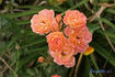 Honeybunch rose photo
