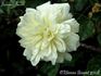 Fernand Tanne rose photo