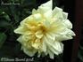 Fernand Tanne rose photo