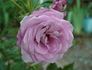 Fragrant Rhapsody ™ rose photo
