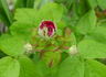 Ellen Tofflemire rose photo
