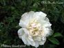 Mademoiselle Marthe Carron rose photo
