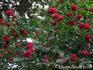 Coronation rose photo