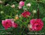 Casimir Moullé rose photo