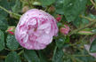 Coralie rose photo