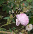 Coralie rose photo