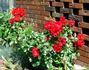 Salsa™ rose photo