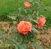 Edith de Martinelli rose photo