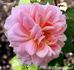 Kardinal Piffl rose photo