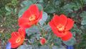 Persian Flame rose photo