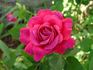 Dublin rose photo