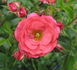 Afterglow rose photo